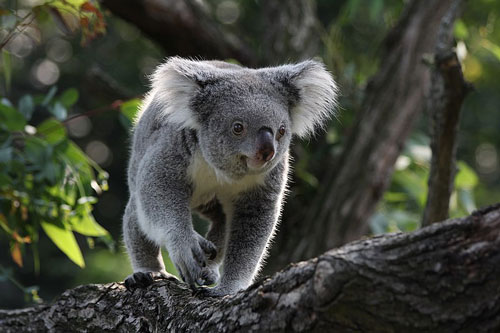 Koala image