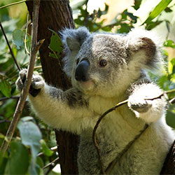 Koala image