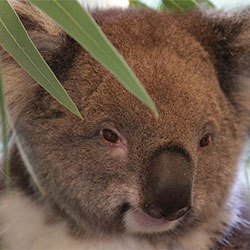 Koala image