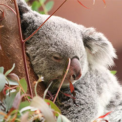 Koala image