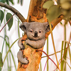 Koala image