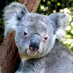 Koala image