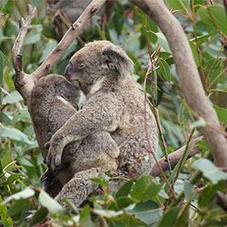 Koala image
